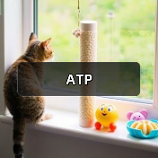 ATP(图3) ATP(图3)